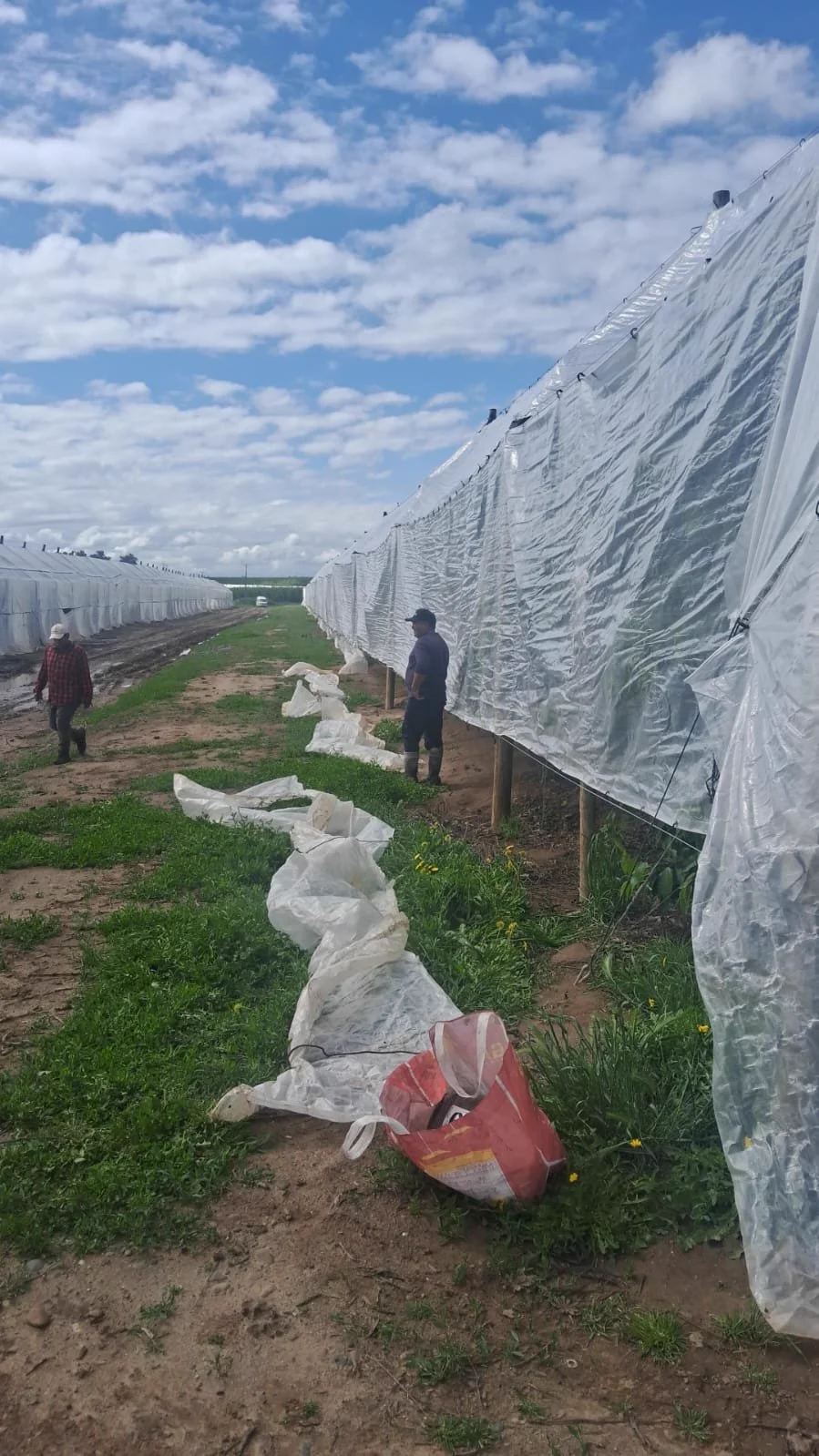 Operatori che srotolano coperture antipioggia in plastica tra i filari di ciliegi