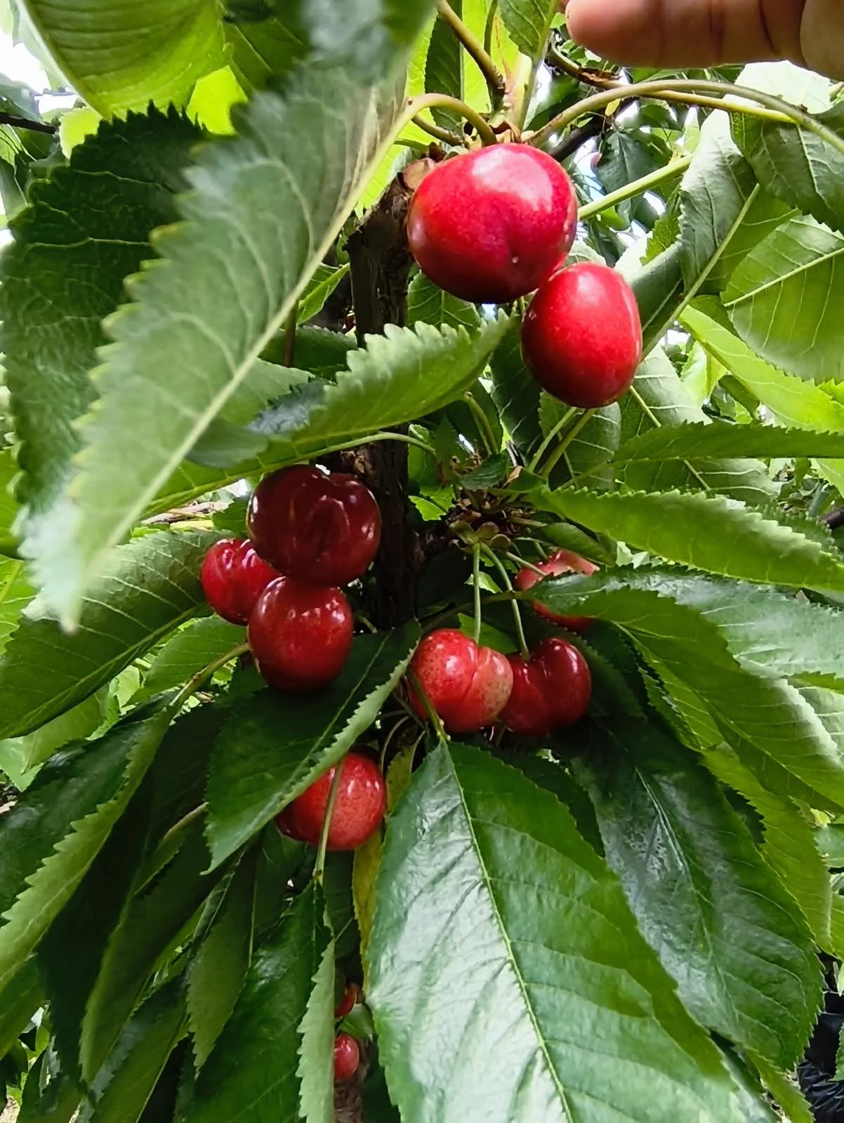 Ciliegie mature appese all'albero sotto copertura